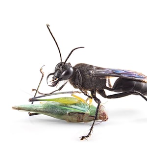 Sphex pensylvanicus female and prey - Archival Pigment Print
