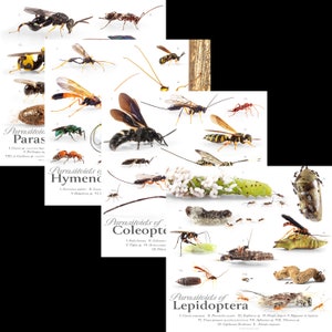 Paquete de parasitoides - paquete de 4 pósteres