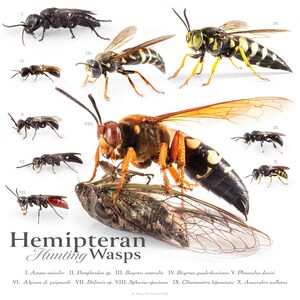 Hemipteran  hunters - poster