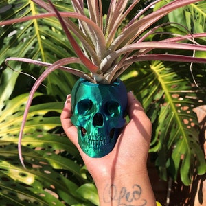May include: A green iridescent skull planter with a small air plant growing inside.