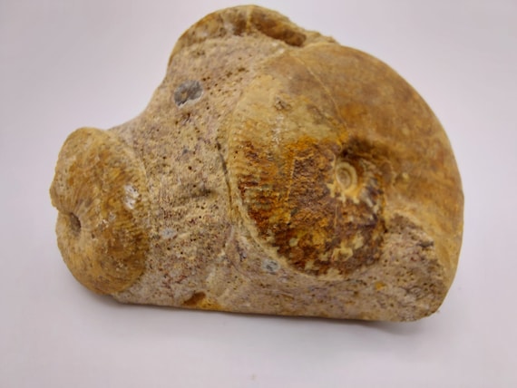 Three Ammonite fossils in a block