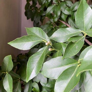 Fresh and dried organic lemon leaves