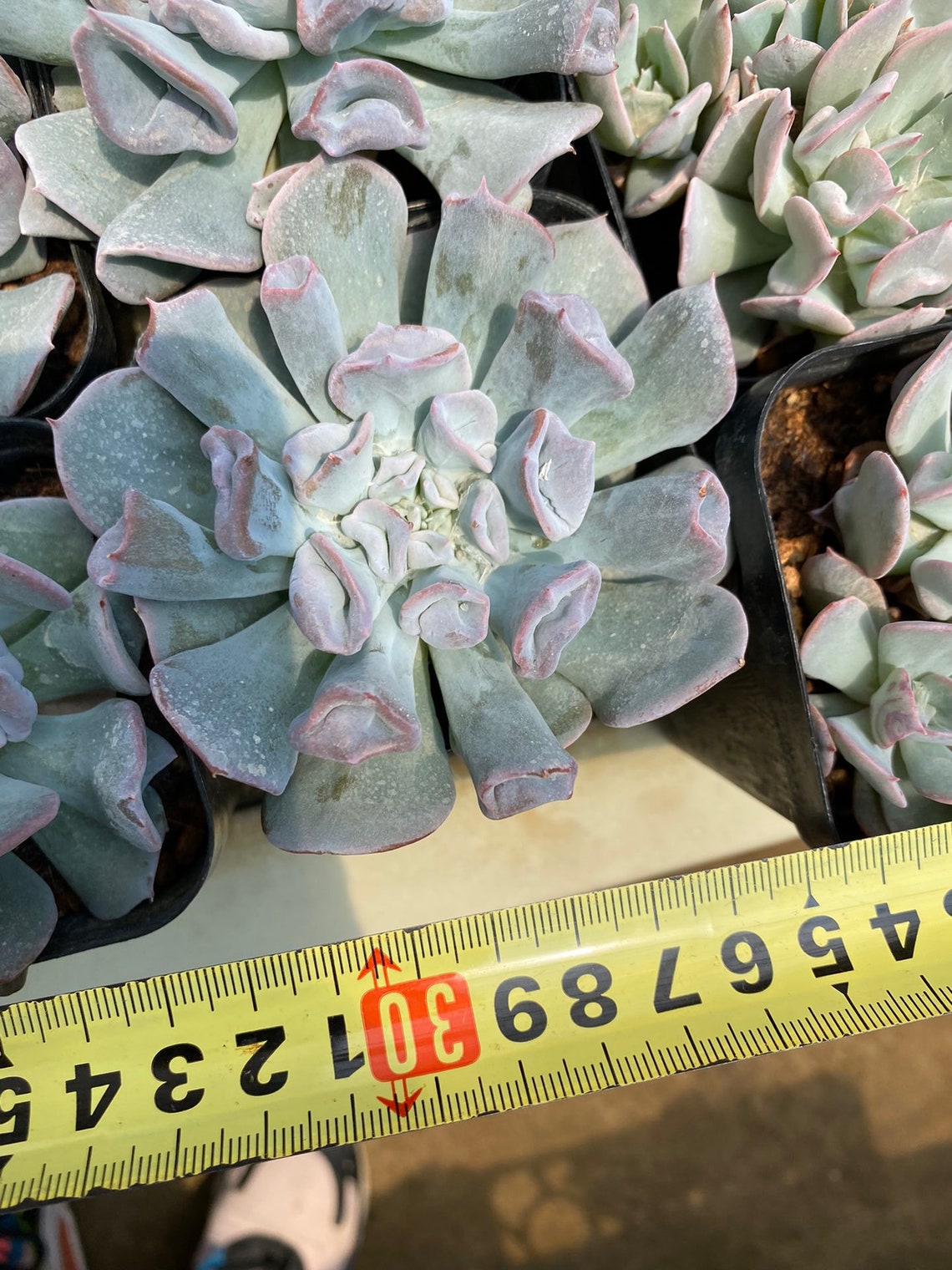 Echeveria Pink Trumpet pig Nose Korean Succulent / 猪鼻仔 - Etsy