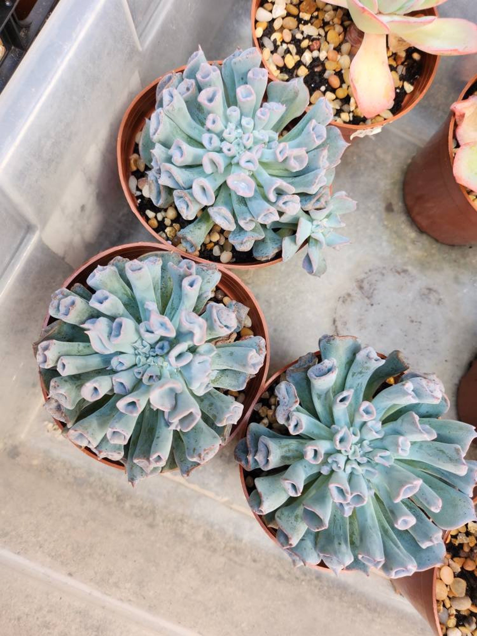 Echeveria Pink Trumpet pig Nose Korean Succulent / 猪鼻仔 - Etsy
