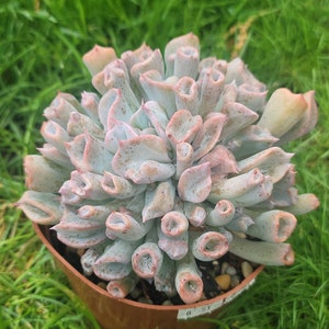 Echeveria Pink Trumpet pig Nose Korean Succulent / 猪鼻仔 - Etsy