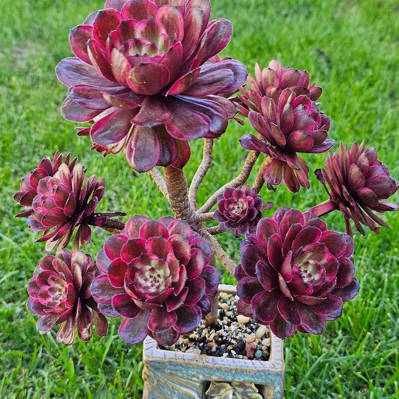 Aeonium - Etsy