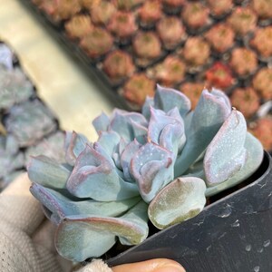 Echeveria Pink Trumpet pig Nose Korean Succulent / 猪鼻仔 - Etsy