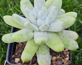 Rare Dudleya Pachyphytum Korean imported Succulent / 拇指仙女杯