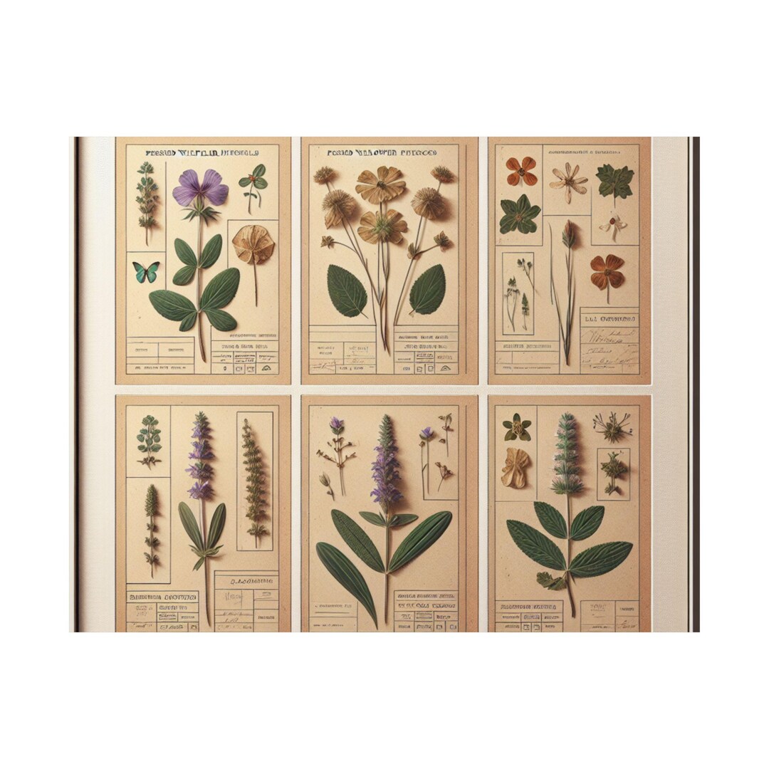 Pressed Wildflower Field Guide Poster Botanical Herbarium Art Print ...
