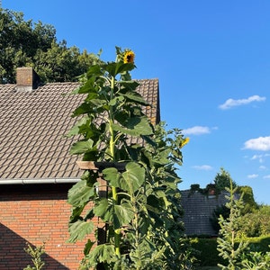 Graines de tournesol géantes XXL / Graines de tournesol de 4,5 mètres de haut - Graines de tournesol XXL / Grosses graines de tournesol