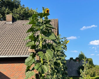 Sementes de Girassol Gigantes XXL/Sementes de 4,5 Metros de Altura - Sementes de Girassol XXL/Grandes
