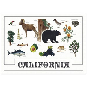 Cartel nativo de California - Sin marco - Vintage Wildlife Botanical Illustration Print CA State Bear Poppy Joshua Tree Wall Art