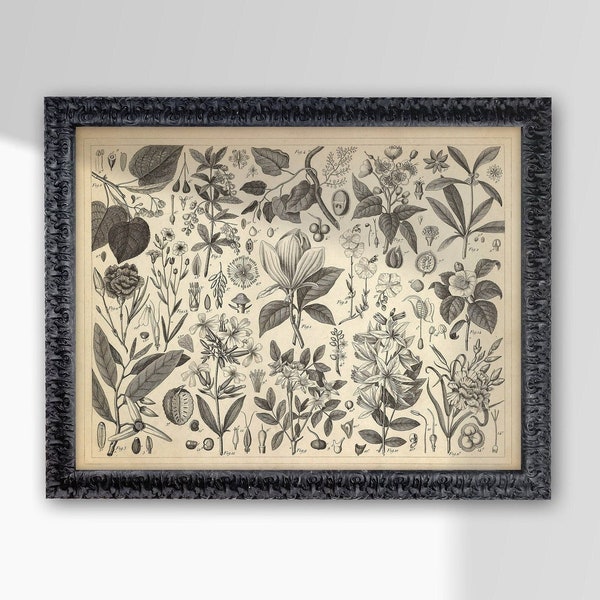 Framed Vintage Poster Art Print Botanical Plant Organic Moody Floral Decor Funky Maximalist Eclectic Picture Frame Gold 5x7 8x10 11x14 16x20