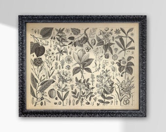 Framed Vintage Poster Art Print Botanical Plant Organic Moody Floral Decor Funky Maximalist Eclectic Picture Frame Gold 5x7 8x10 11x14 16x20