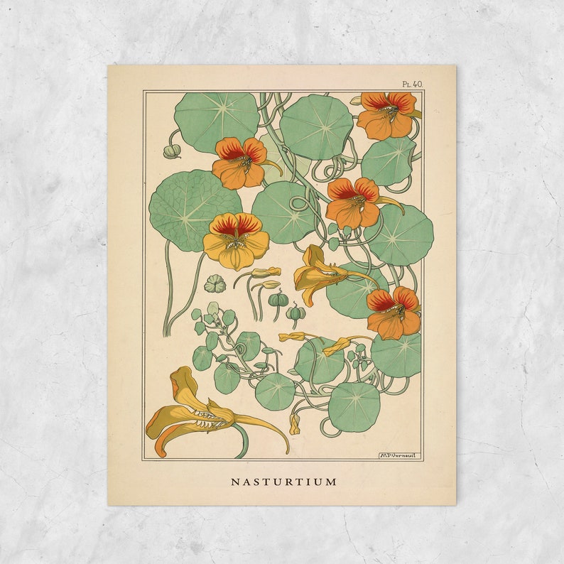 Framed Vintage Poster Flower Botanical Illustration Art Print - Etsy