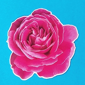 Bright Pink Rose Flower/ GOD&#39;s CREATION/Laptop Stickers / Weatherproof Matte or Waterproof Laminated Glossy Vinyl Sticker/ Multiple Sizes