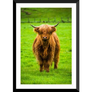 Highland Cow, Scottish Highlands, Scotland, UK, Photography #2, Wall Art, Home Decor, Fine Art, Travel Photo