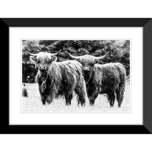 Highland Cow, Scottish Highlands, Scotland, UK, Photography #1, Wall Art, Home Decor, Fine Art, Travel Photo