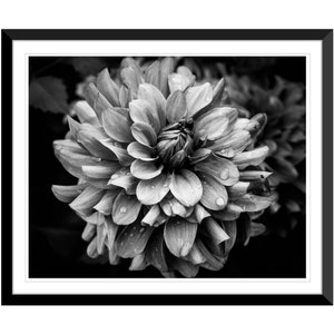 Spring Flowers, Dahlia, Black and White, Photography #14, Wall Art, Home Decor, Fine Art