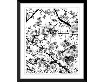 Frühlingsblumen, Kirschblüten, Sakura, schwarz und weiß, Fotografie #4, Wandkunst, Dekoration, Fine Art