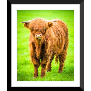 Highland Cow, Scottish Highlands, Scotland, UK, Photography #6, Wall Art, Home Decor, Fine Art, Travel Photo
