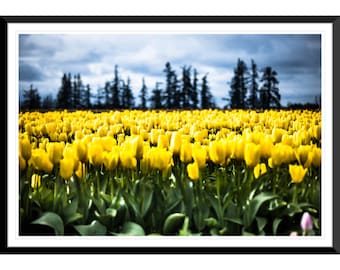 Spring Flowers, Tulips, Photography #1, Wall Art, Home Decor, Fine Art
