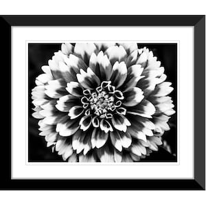 Spring Flowers, Dahlia, Black and White, Photography #8, Wall Art, Home Decor, Fine Art