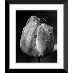 Spring Flowers, Tulips, Black and White, Photography #3, Wall Art, Home Decor, Fine Art