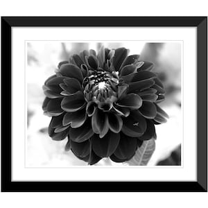 Spring Flowers, Dahlia, Black and White, Photography #6, Wall Art, Home Decor, Fine Art