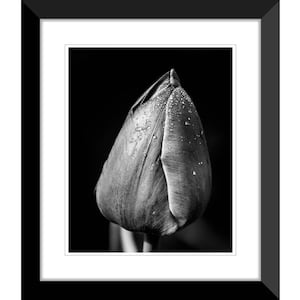 Spring Flowers, Tulips, Black and White, Photography #6, Wall Art, Home Decor, Fine Art