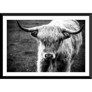 Highland Cow, Scottish Highlands, Scotland, UK, Photography #12, Wall Art, Home Decor, Fine Art, Travel Photo
