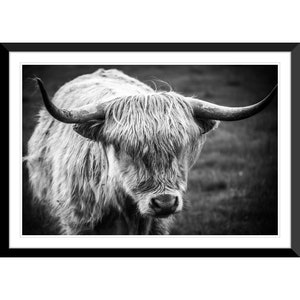 Highland Cow, Scottish Highlands, Scotland, UK, Photography #13, Wall Art, Home Decor, Fine Art, Travel Photo