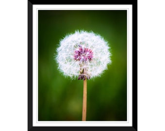 Spring Flowers, Dandelion, Photography #1, Wall Art, Home Decor, Fine Art