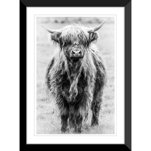 Highland Cow, Scottish Highlands, Scotland, UK, Photography #3, Wall Art, Home Decor, Fine Art, Travel Photo