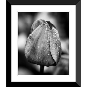 Spring Flowers, Tulips, Black and White, Photography #2, Wall Art, Home Decor, Fine Art