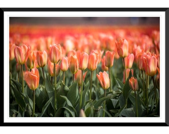 Spring Flowers, Tulips, Photography #2, Wall Art, Home Decor, Fine Art