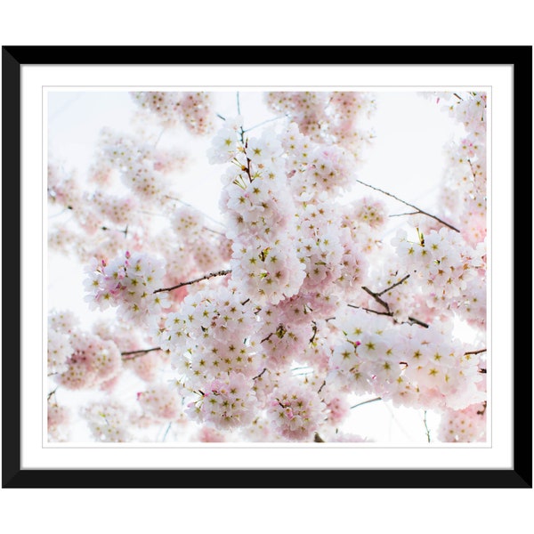 Spring Flowers, Cherry Blossoms, Sakura, Photography #2, Wall Art, Home Decor, Fine Art