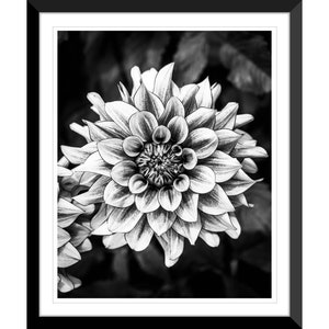 Spring Flowers, Dahlia, Black and White, Photography #1, Wall Art, Home Decor, Fine Art