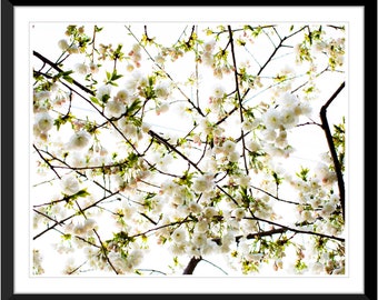 Frühlingsblumen, Kirschblüten, Sakura, Fotografie #4, Wandkunst, Dekoration, Fine Art