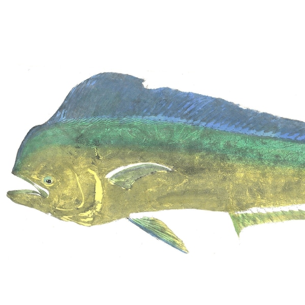 Toro Mahi Mahi Gyotaku Grabado de Adrià Bosch - Coryphaena hippurus