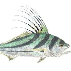 Roosterfish Gyotaku Print by Adrià Bosch - Colored - Nematistius pectoralis