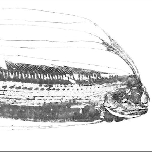 Rare Oarfish Gyotaku (Half) Grabado de Adrià Bosch - Regalecus glesne