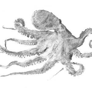 Octopus maya Gyotaku #1