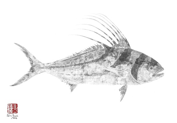 カサゴ（ホゴ）の鉛筆画 Roosterfish Gyotaku Print by Adrià Bosch (nematistius