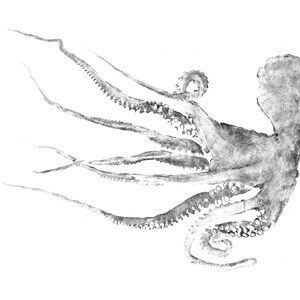 Flowing Octopus Gyotaku Print by Adrià Bosch