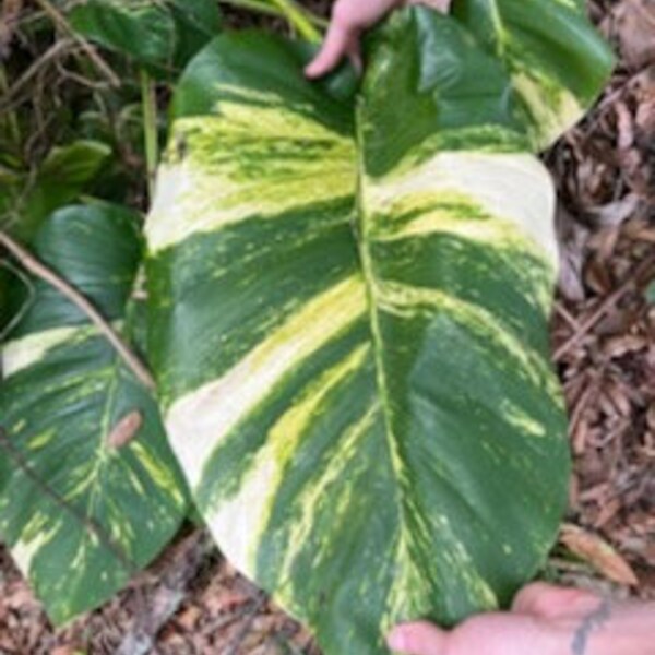 Mature Hawaiian Pothos Cuttings - Giant and Variegated w/ Nodes!