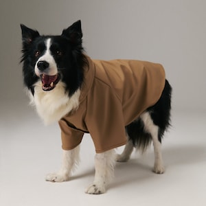 May include: A black and white border collie dog wearing a brown dog coat. The dog is standing on a white background and looking at the camera.