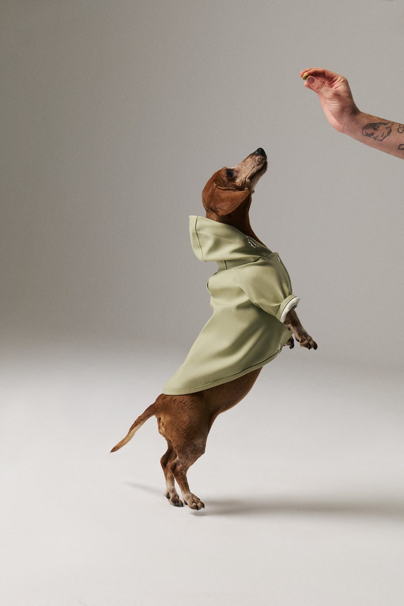 Dog Raincoat with Hood Water Resistant Pistacchio Green image 6