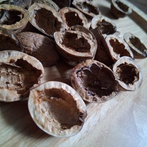 May include: A close-up of several empty walnut shells, displaying their light brown colour and textured exteriors. The shells are arranged on a wooden surface, emphasizing their natural forms and patterns.