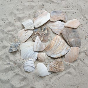 Könnte beinhalten: Eine Sammlung von Muscheln in verschiedenen Größen und Formen, die in einem Kreis auf einer sandigen Oberfläche angeordnet sind.